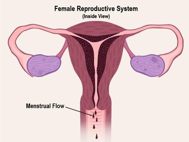 This system is also responsible for a girl's monthly period, called menstruation.