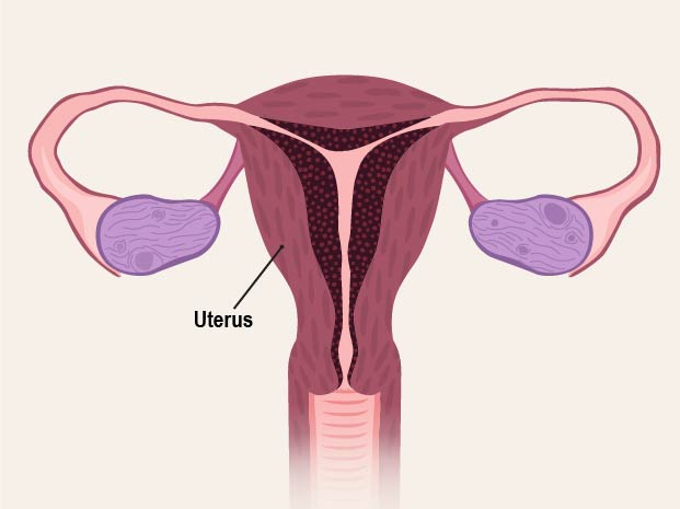 The female reproductive system has several parts. The uterus is where a fetus, or baby, grows. It is a hollow, pear_shaped organ with a muscular wall.