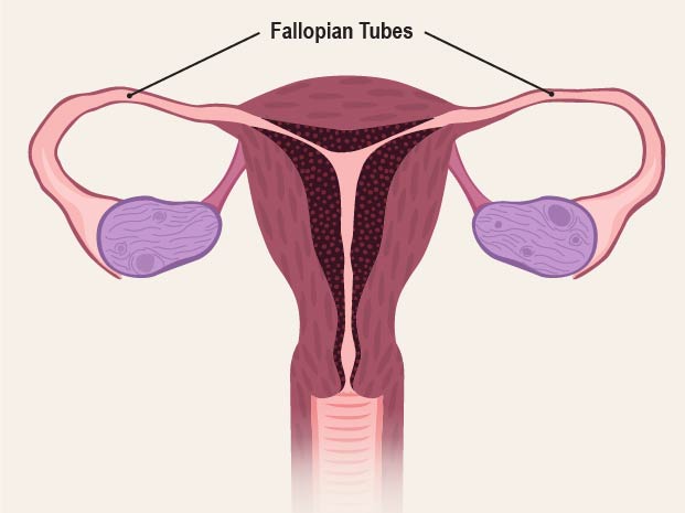 Fallopian tubes go from the uterus to the ovaries. During ovulation, an ovary releases an egg into the fallopian tube next to it.