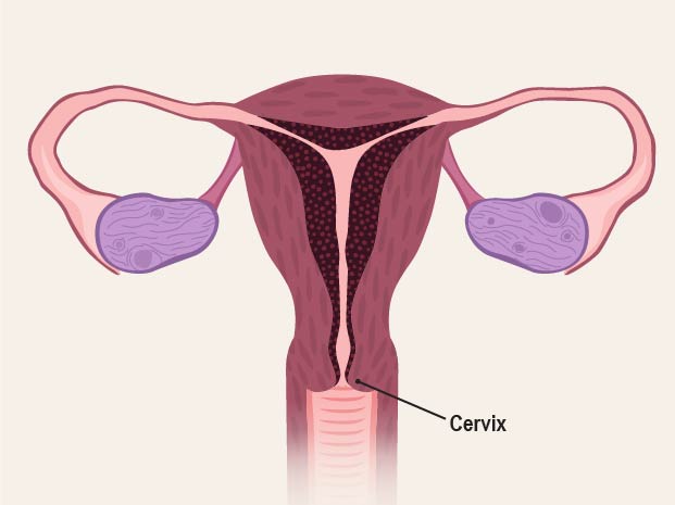The cervix is the lower part of the uterus that opens into the vagina. During childbirth, the cervix expands about 4 inches (10 centimeters) so the baby can travel from the uterus through the vagina and into the world.