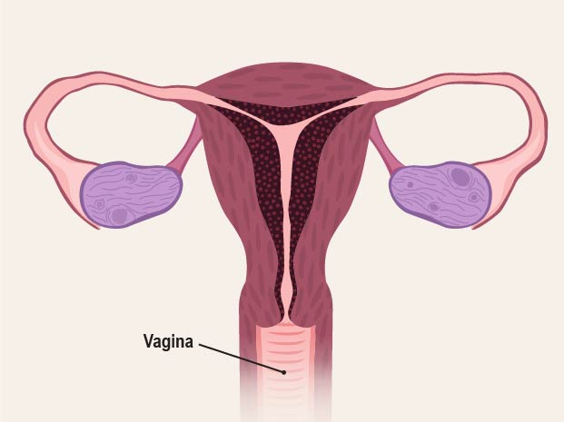 The vagina is a tube that connects the uterus to the outside of the body. The entrance to the vagina is on the outside of the body. It's called the vaginal opening.