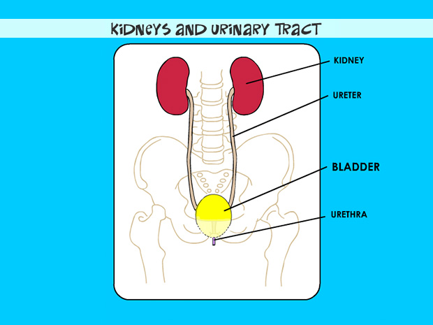The bladder is an expandable, muscular sac in the lower abdomen stores urine until is it passed (voided) from the body through the urethra.