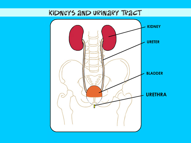 The urethra is a single tube-like structure allows urine to exit the body from the bladder.