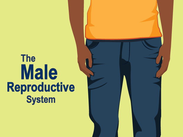Click through this slideshow to see how the male reproductive system works.