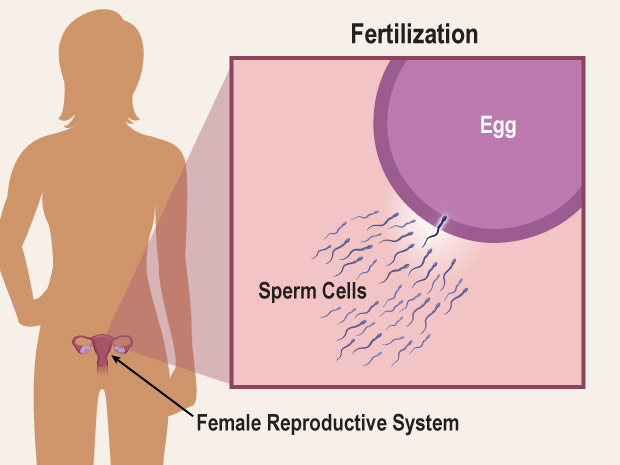 When a man ejaculates, up to 500 million sperm can come out of his penis. But only one is needed to fertilize a woman's egg so a baby can grow.