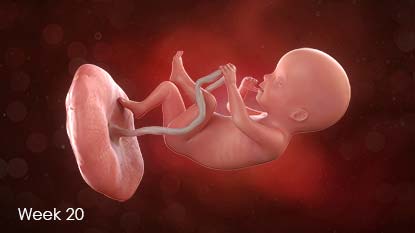 You're now halfway through your pregnancy. If you haven't already, you might begin to feel baby's first kicks.