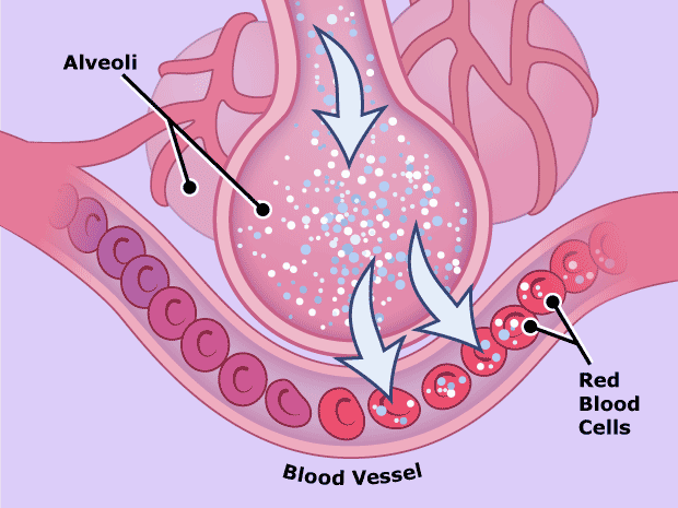 Oxygen gets into the blood through tiny blood vessels around the alveoli. Red blood cells pick up the oxygen and deliver it to the body's cells.