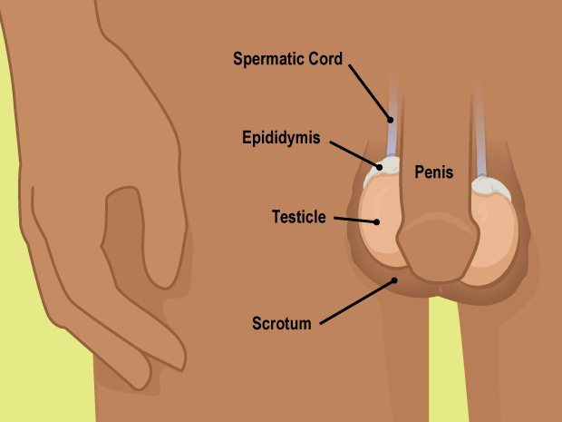 Choose the right time to do your exam. It's best to do it during or just after a hot shower or bath.The scrotum (skin that covers the testicles) is most relaxed then, which makes it easier to feel the testicles for lumps.Lumps may be as small as a piece of rice or a pea.