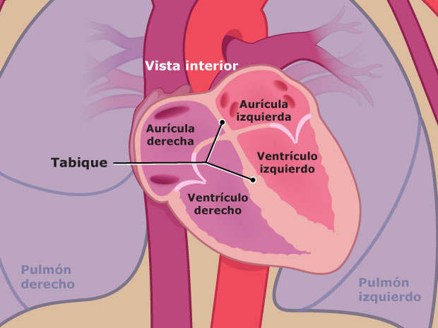 El corazón consta de cuatro partes, o cavidades. Estas cavidades están divididas por un tabique llamado "septo". A un lado del tabique se encuentran la aurícula derecha y el ventrículo derecho. En el otro lado, se encuentran la aurícula izquierda y el ventrículo izquierdo. La sangre fluye a través de estas cavidades.