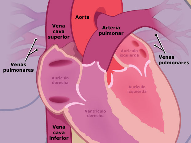La sangre se trasporta a través de los vasos sanguíneos. Las venas cava superior e inferior llevan sangre al corazón. La arteria pulmonar lleva sangre a los pulmones, y las venas pulmonares la devuelven al corazón. La arteria aorta lleva sangre del corazón a otras partes del cuerpo.