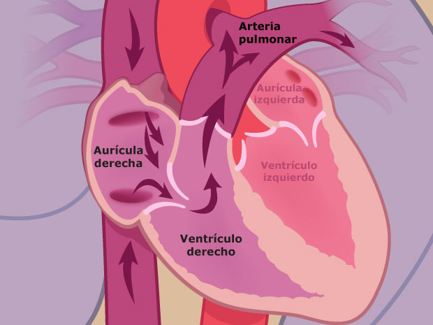 Aquí puedes ver que cómo la sangre fluye a través del corazón. Viaja a través de la aurícula derecha, el ventrículo derecho y la arteria pulmonar para llegar hasta los pulmones. En los pulmones, la sangre recoge oxígeno.