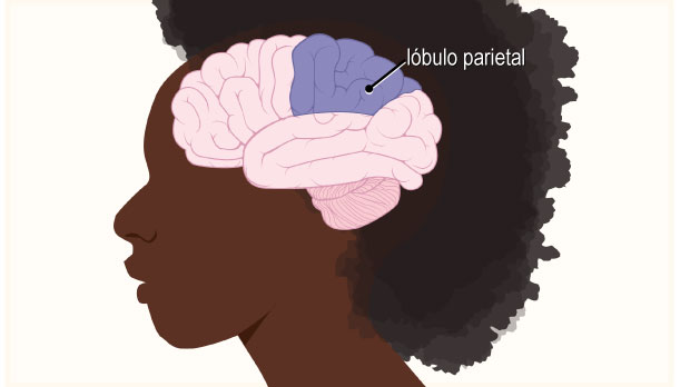 El lóbulo parietal, ubicado detrás del lóbulo frontal, procesa los mensajes relacionados con el tacto, el gusto y la temperatura.