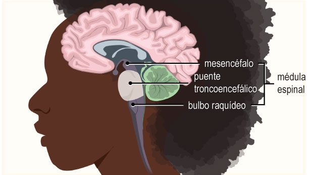La protuberancia transmite mensajes desde el cerebro hacia el cerebelo y la médula espinal.