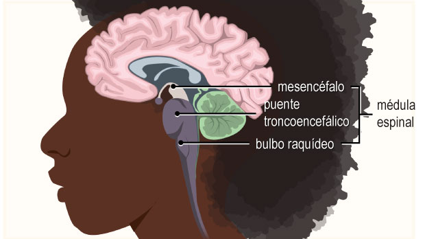 El mesencéfalo actúa como un conmutador complejo que permite que el cerebro se comunique con el resto del sistema nervioso.