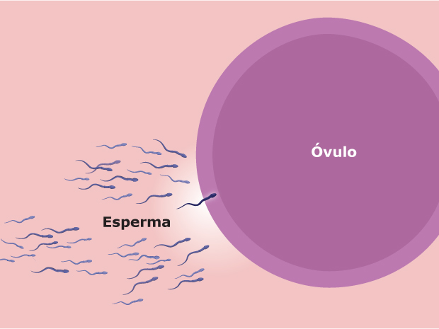 El primer paso de la reproducción (quedar embarazada) ocurre cuando el esperma fertiliza el óvulo.
