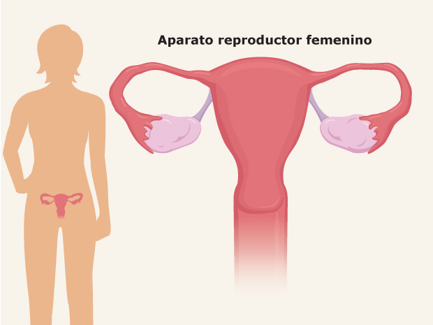 El aparato reproductor femenino abarca un grupo de órganos ubicado en la parte baja del vientre y la pelvis.