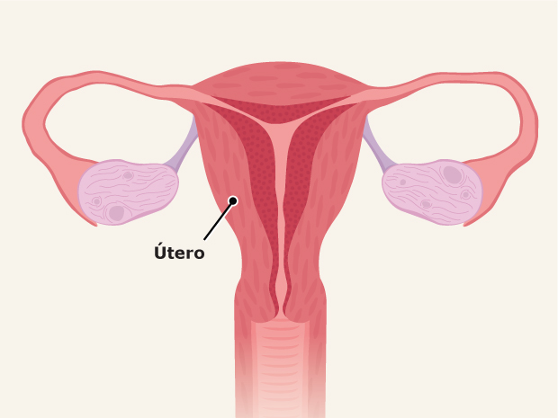 El aparato reproductor femenino consta de varias partes. El útero es el lugar donde crece el feto o el bebé. Se trata de un órgano vacío por dentro y en forma de pera que dispone de una pared muscular.