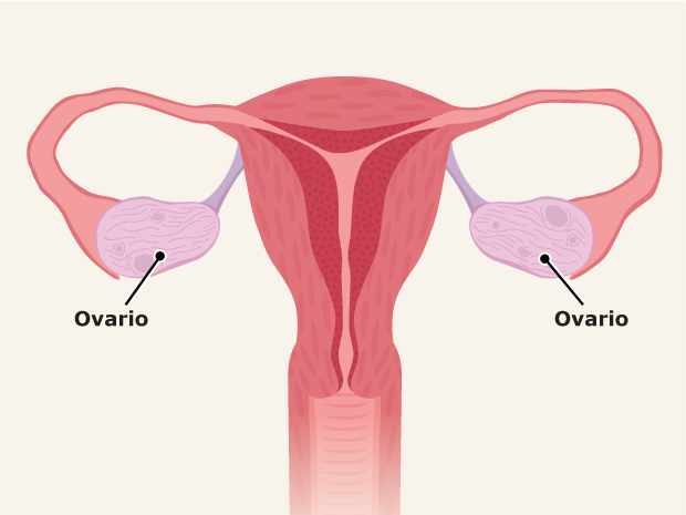 Hay dos ovarios, uno a cada lado del útero. Los ovarios fabrican óvulos y hormonas, como el estrógeno y la progesterona. Estas hormonas ayudan a las niñas a desarrollarse, y hacen posible que la mujeres tengan bebés.Los ovarios liberan un óvulo como parte del ciclo reproductor femenino. Cada vez que un ovario libera un óvulo, esto recibe el nombre de ovulación. Los óvulos son diminutos: miden aproximadamente la décima parte de una semilla de amapola.