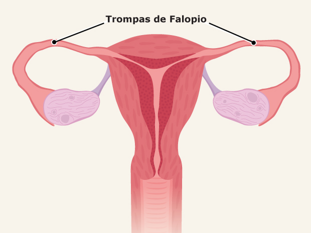 Las trompas de Falopio van desde el útero hasta los ovarios. Durante la ovulación, un ovario libera un óvulo dentro de la trompa de Falopio más cercana.