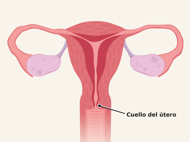 El cuello del útero es la parte inferior (o más baja) del útero y se abre a la vagina. Durante el nacimiento del bebé, el cuello del útero se dilata unas 4 pulgadas (10 cm), para que el bebé pueda pasar del útero a la vagina y luego acabar en el mundo exterior.