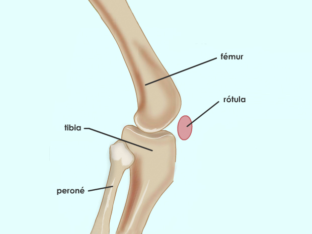 Los huesos resistentes y gruesos de la rodilla le dan a esta articulación la fuerza necesaria para soportar el peso del cuerpo. Las formas redondeadas de los extremos de los huesos que se unen en la rodilla permiten que flexionemos la rodilla suavemente.