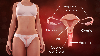 Después del período menstrual, el cuerpo comienza a preparar al útero para el embarazo.
