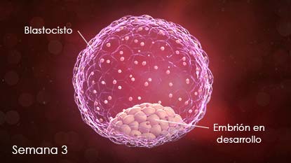 La mórula se convierte en un blastocisto. Las células que hay en el interior se aglutinan y forman el embrión. La capa externa de células será la placenta. En esta semana, el blastocisto se adhiere al revestimiento del útero.