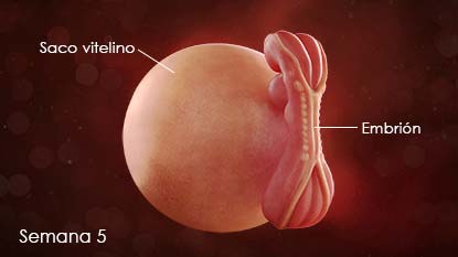 El embrión comienza a tomar una forma reconocible. Las partes que se desarrollan durante esta semana incluyen el tubo neural (que se convertirá en la médula espinal y el cerebro), el corazón y los vasos sanguíneos.