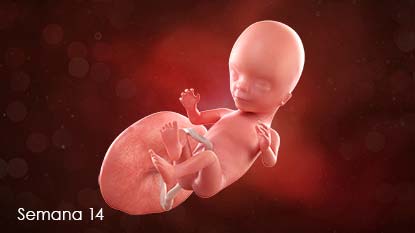 ¿Se está preguntando si el bebé es niño o niña? En esta semana, los genitales están totalmente formados; por lo tanto, durante su próxima ecografía, es posible que el médico pueda decirle el sexo del bebé.