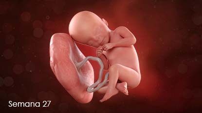 Esta es la primera semana del tercer trimestre. Los pulmones, el hígado y el sistema inmunitario del bebé todavía deben madurar, pero si el niño llegara a nacer en esta semana, tiene probabilidades muy altas de sobrevivir.
