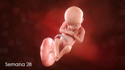 Los ojos, que estuvieron sellados durante tanto tiempo, comienzan a abrirse y el bebé verá las primeras imágenes del vientre.