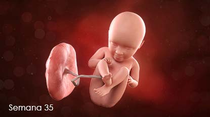 El bebé en crecimiento ahora está apretado en el interior del útero. Es posible que los movimientos disminuyan, pero usted sentirá que son más fuertes.
