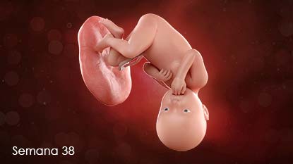 Probablemente el bebé esté "encajado" en la pelvis, preparado para el parto. Esto significa que su vejiga estará apretada y usted tendrá que orinar con más frecuencia.
