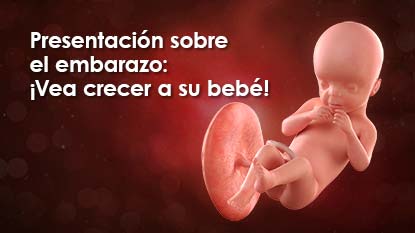 ¡Eche un vistazo al interior de su vientre y descubra cómo crece el bebé a partir de un pequeño manojo de células hasta convertirse en una obra maestra!