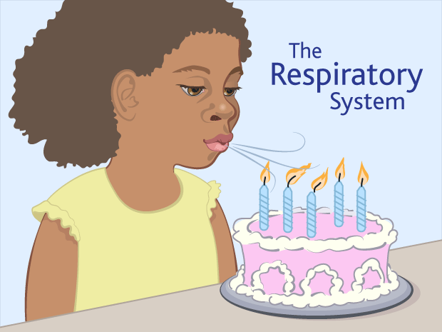 We take thousands of breaths a day, thanks to the respiratory system.