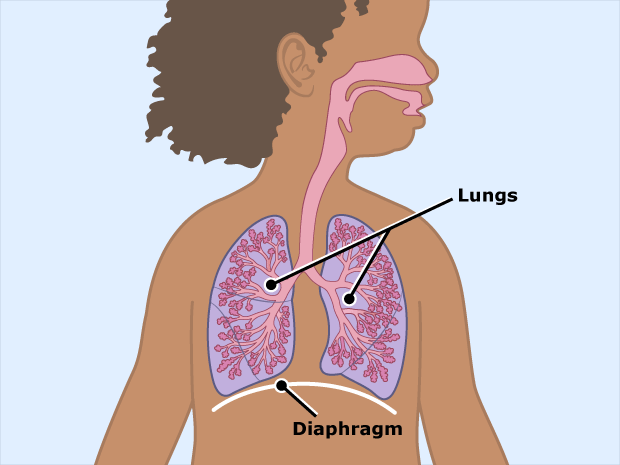 To pull air into the body (and push it out again), the body uses a strong muscle just below the lungs called the diaphragm.
