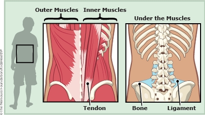 lower back pain illustration