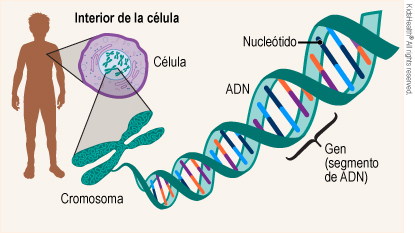 Dentro de la célula está el cromosoma, que se despliega y muestra el ADN. El ADN consiste de 2 segmentos conectados con nucleótidos. Un gen es un segmento de ADN.