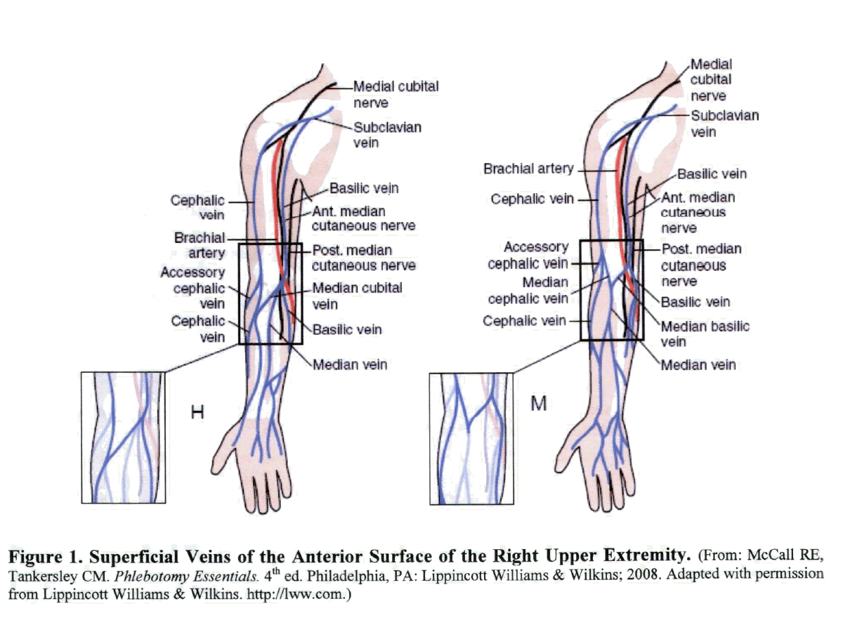 Venipuncture Site Selection:The median cubital and cephalic veins are most....